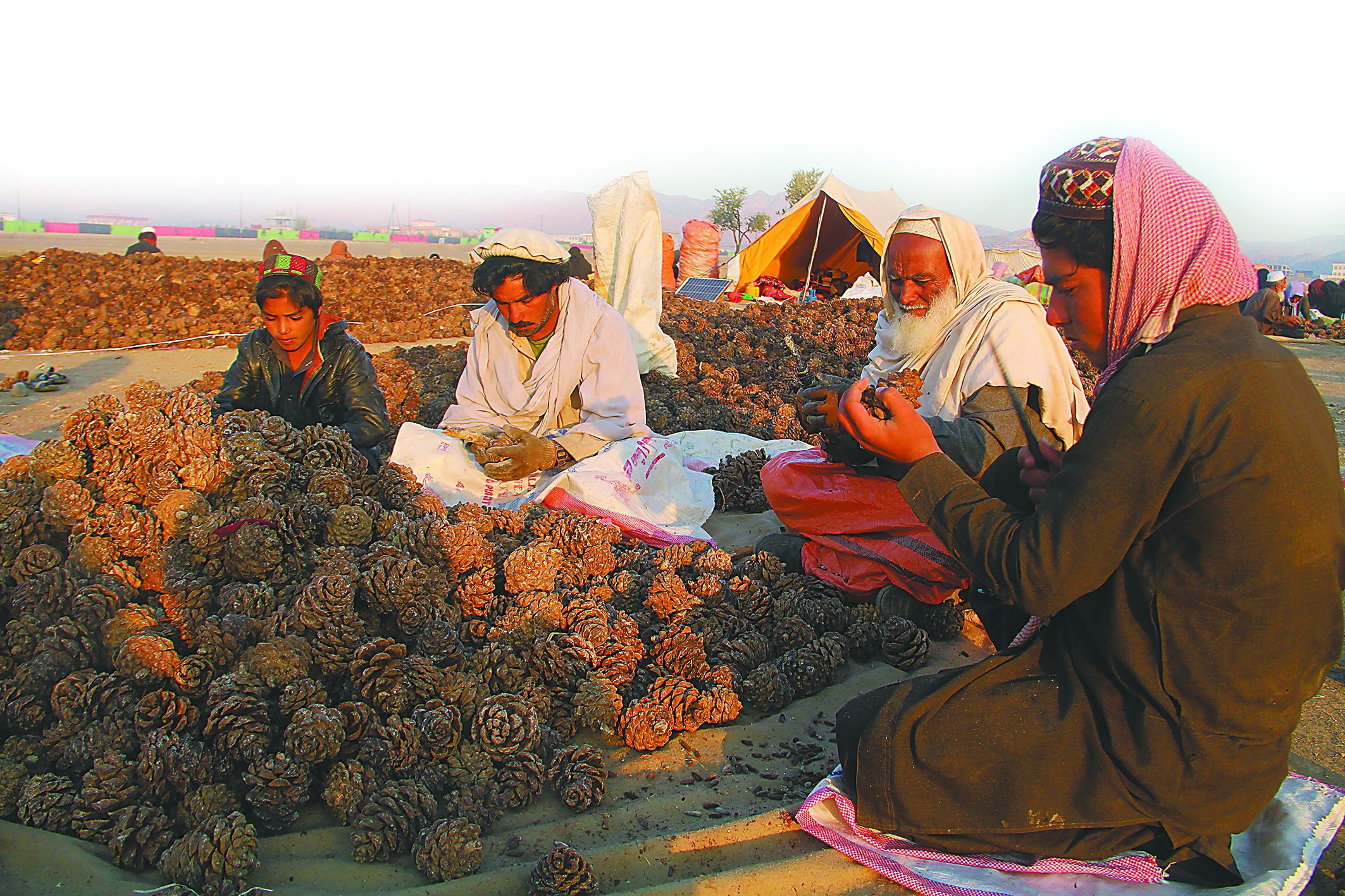 每年10万阿富汗人采巴西松子